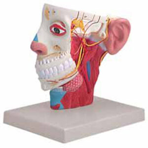 Nerves of Head Exporter & Educational Laboratory Equipment S