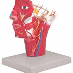 Arteries of Head Exporter & Educational Laboratory Equipment