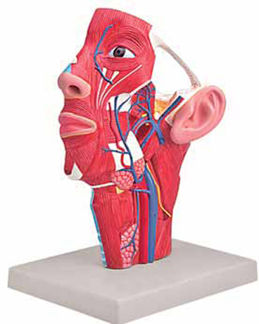 Veins of Head Exporter & Educational Laboratory Equipment Su