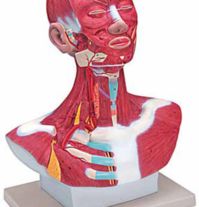 Head and Neck Musculature Exporter & Educational Laboratory