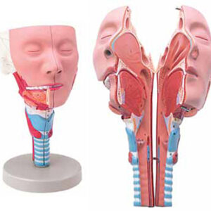 Head with Pharynx Muscles Exporter & Educational Laboratory