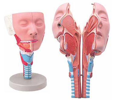 Head with Pharynx Muscles Exporter & Educational Laboratory