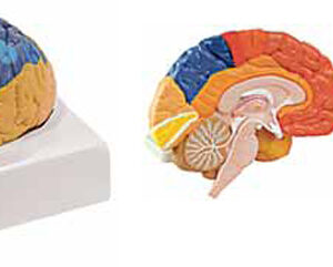 Regional Brain 2 Parts Exporter & Educational Laboratory Equ