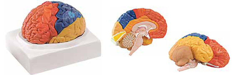 Regional Brain 2 Parts Exporter & Educational Laboratory Equ