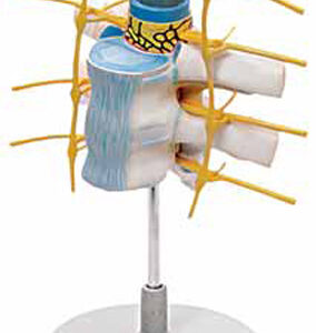 Thoracic Vertebrae with Spinal Cord Exporter & Educational L