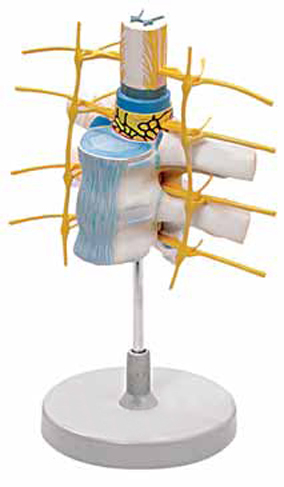 Thoracic Vertebrae with Spinal Cord Exporter & Educational L