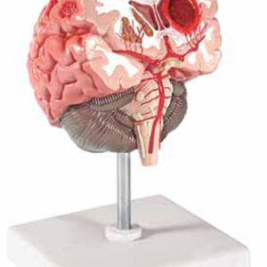 Brain Pathologies Exporter & Educational Laboratory Equipmen