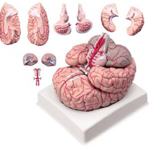 Brain with Arteries 9 Parts Exporter & Educational Laborator