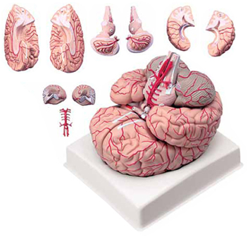 Brain with Arteries 9 Parts Exporter & Educational Laborator