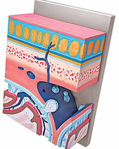 Cranial Layers Exporter & Educational Laboratory Equipment S