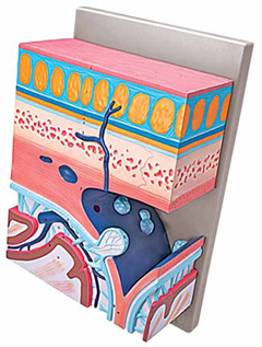 Cranial Layers Exporter & Educational Laboratory Equipment S