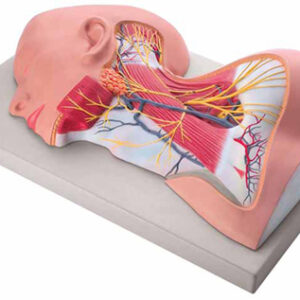 Nerves of Neck Region Exporter & Educational Laboratory Equi