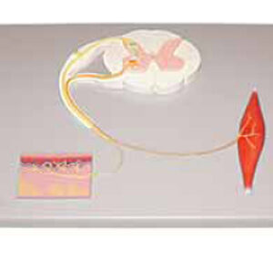 Reflex Arc Exporter & Educational Laboratory Equipment Suppl