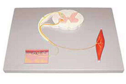 Reflex Arc Exporter & Educational Laboratory Equipment Suppl