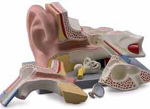 Ear 5 Parts Exporter & Educational Laboratory Equipment Supp