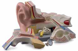 Ear 5 Parts Exporter & Educational Laboratory Equipment Supp