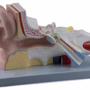 Ear 3 Parts Exporter & Educational Laboratory Equipment Supp