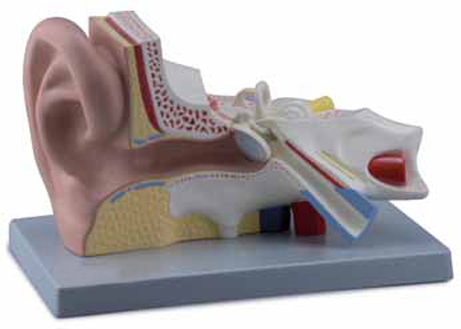 Ear 3 Parts Exporter & Educational Laboratory Equipment Supp