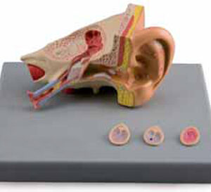 Ear Diseases Exporter & Educational Laboratory Equipment Sup