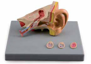 Ear Diseases Exporter & Educational Laboratory Equipment Sup
