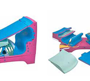Cochlear Duct and Organ of Corti Exporter & Educational Labo