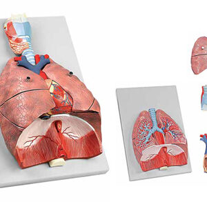 Human Respiratory System 7 Parts Exporter & Educational Labo