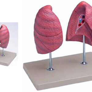 Left and Right Lungs Exporter & Educational Laboratory Equip