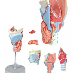 Larynx Model