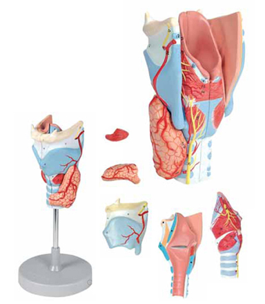 Larynx Model