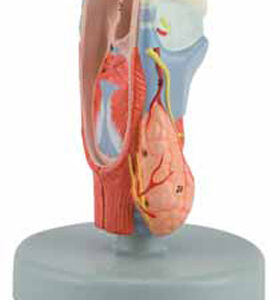 Larynx