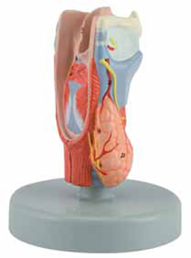 Larynx