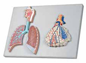 Human Respiratory System with Magnified Alveolus Exporter &