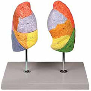 Segmental Lungs Exporter & Educational Laboratory Equipment