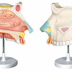 Nasal Cavity 3 Parts Exporter & Educational Laboratory Equip
