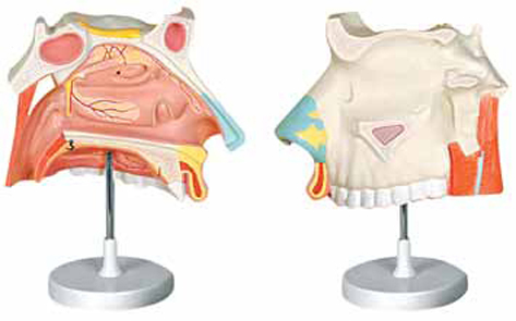 Nasal Cavity 3 Parts Exporter & Educational Laboratory Equip