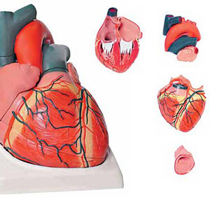 Giant Heart 4 Parts Exporter & Educational Laboratory Equipm