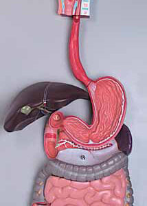 Human Digestive System 3 Parts Exporter & Educational Labora