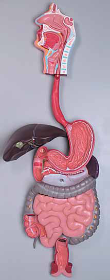Human Digestive System 3 Parts Exporter & Educational Labora