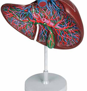 Liver Section with Gallbladder Exporter & Educational Labora