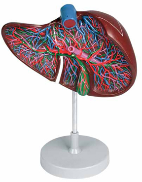 Liver Section with Gallbladder Exporter & Educational Labora