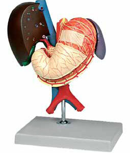 Stomach and Associated Organs of the Upper Abdomen