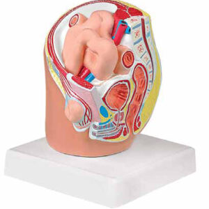 Indirect Inguinal Hernia Exporter & Educational Laboratory E