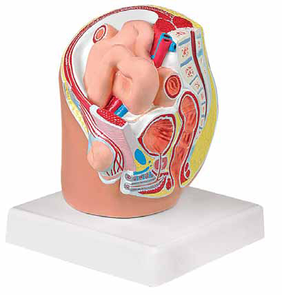 Indirect Inguinal Hernia Exporter & Educational Laboratory E