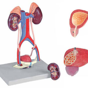 Urinary System 5 Parts Exporter & Educational Laboratory Equ