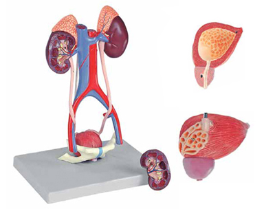 Urinary System 5 Parts Exporter & Educational Laboratory Equ