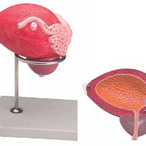 Male Urinary Bladder with Prostate 2 Parts Exporter & Educat