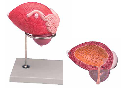 Male Urinary Bladder with Prostate 2 Parts Exporter & Educat
