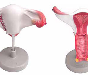 Internal Female Reproductive Organs Exporter & Educational L