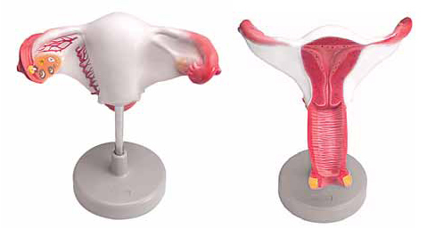 Internal Female Reproductive Organs Exporter & Educational L