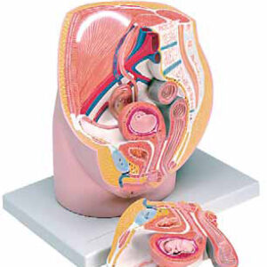 Female Pelvis with 8-Week Embryo 3 Parts Exporter & Educatio
